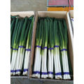 2021 Export Natural Great Value Chinese Shandong Long Fresh Green Onion
